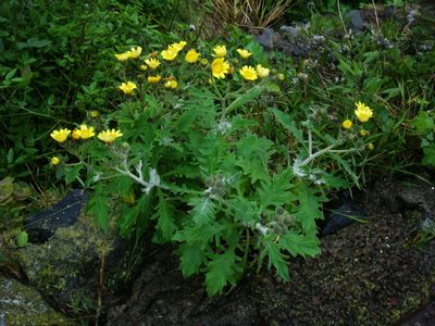 Andryala pinnatifida, photographed by Christian Berg