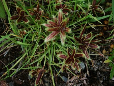 Cyperus rubicundus, photographed by Christian Berg