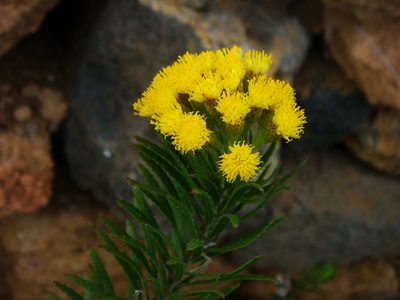 Allagopappus canariensis, photographed by Christian Berg