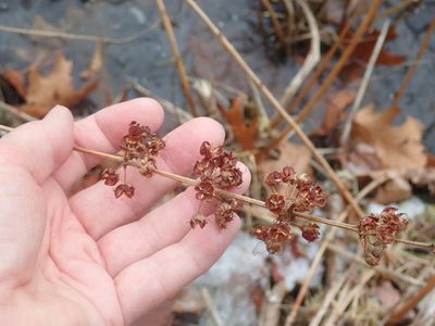 Decodon verticillatus, photographed by Lynn Harper