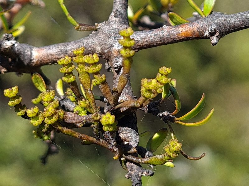Dendrophthora clavata, photographed by gnapp