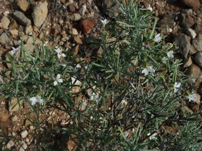 Parolinia intermedia, photographed by Christian Berg