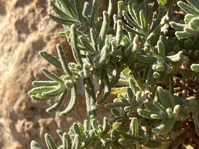 Teucrium dunense, photographed by Hill Craddock