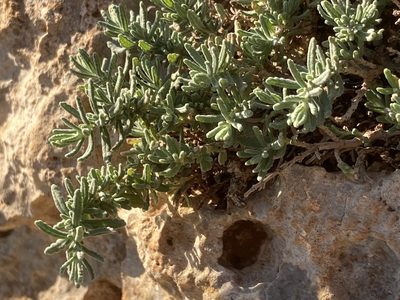 Teucrium dunense, photographed by Hill Craddock