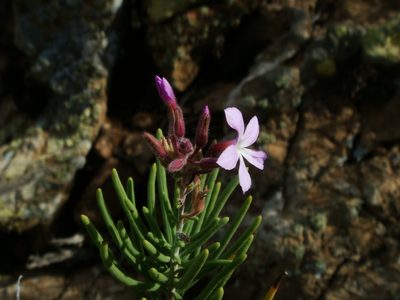 Campylanthus salsoloides, photographed by Christian Berg