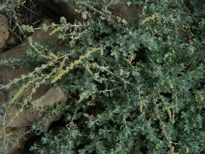 Atriplex glauca, photographed by Christian Berg