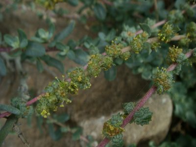 Atriplex glauca, photographed by Christian Berg