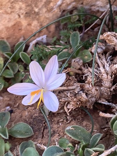 Crocus cambessedesii, photographed by Hill Craddock