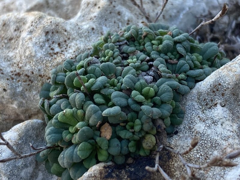 Limonium minutum, photographed by Hill Craddock
