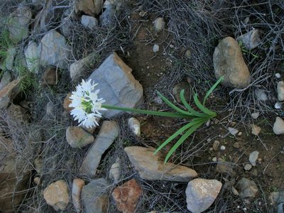 Pancratium canariense, photographed by Christian Berg
