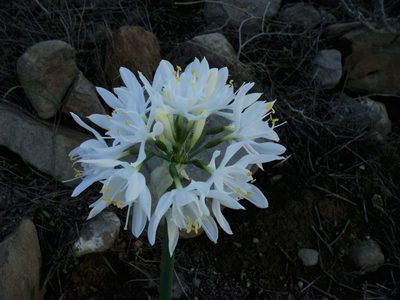 Pancratium canariense, photographed by Christian Berg