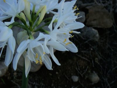 Pancratium canariense, photographed by Christian Berg