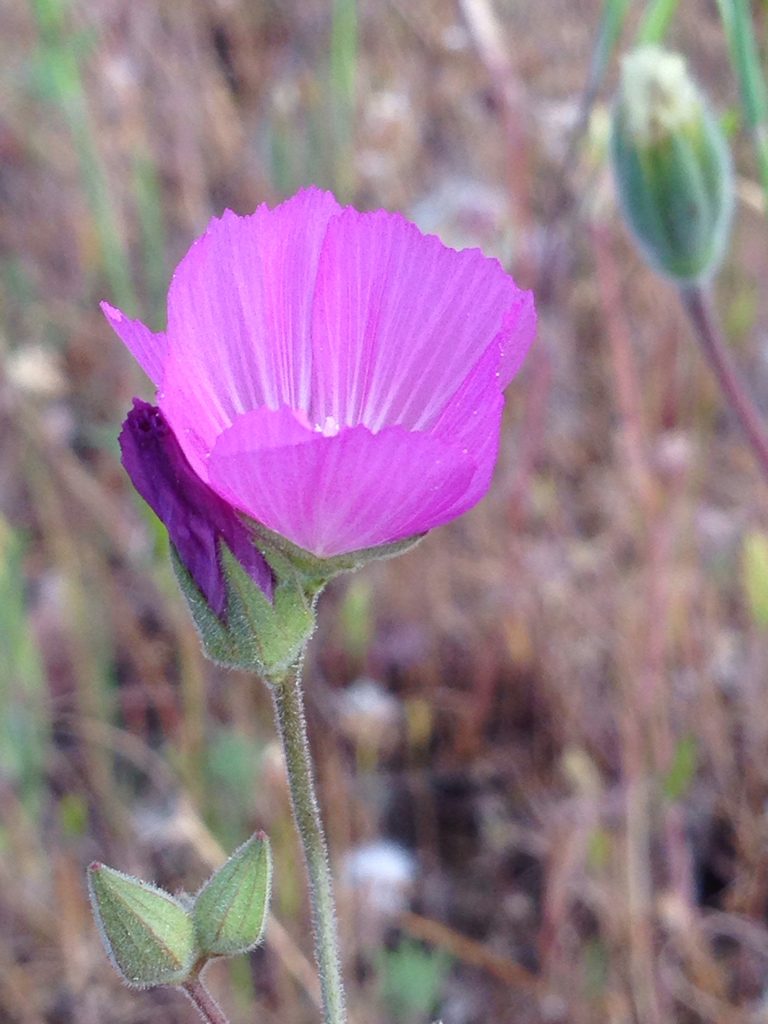 Sidalcea hartwegii, photographed by Ken-ichi Ueda