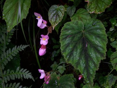 Begonia picta, photographed by Alix Sanchis