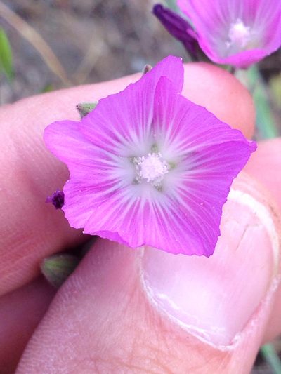 Sidalcea hartwegii, photographed by Ken-ichi Ueda