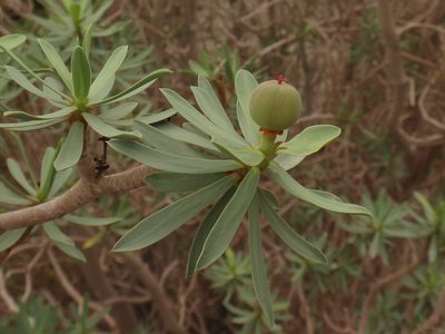 Euphorbia balsamifera, photographed by Christian Berg