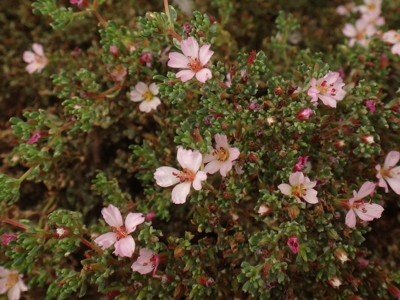 Frankenia ericifolia, photographed by Christian Berg