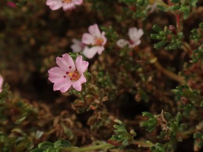 Frankenia ericifolia, photographed by Christian Berg