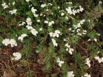 Heliotropium ramosissimum, photographed by Christian Berg