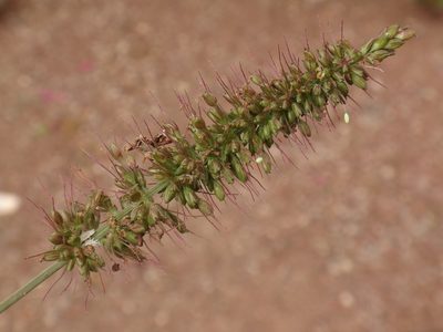Setaria adhaerens, photographed by Christian Berg