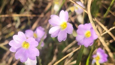 Pinguicula pumila, photographed by WF_MI