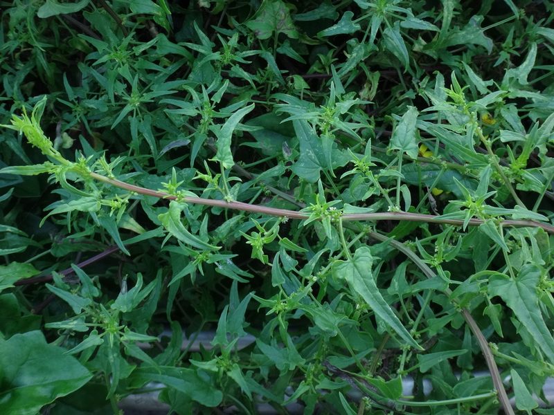 Patellifolia procumbens, photographed by Christian Berg