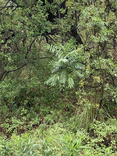 Zanthoxylum coco, photographed by Facundo Chieffo