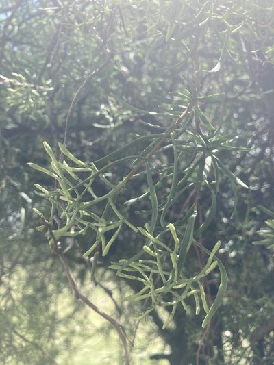 Tripodanthus flagellaris, photographed by Facundo Chieffo