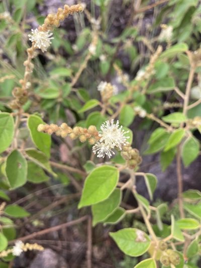 Croton gracilipes, photographed by Facundo Chieffo