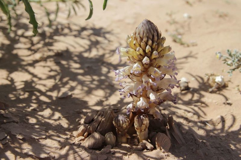 Cistanche violacea, photographed by Olivier Argagnon