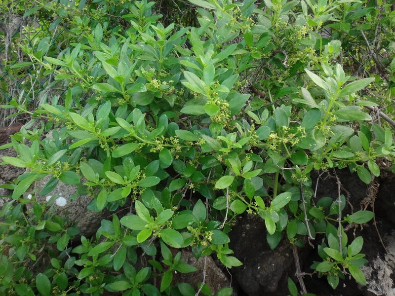 Rubia fruticosa, photographed by Christian Berg