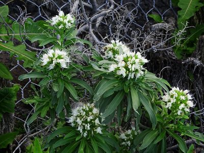 Echium giganteum, photographed by Christian Berg