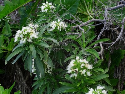 Echium giganteum, photographed by Christian Berg