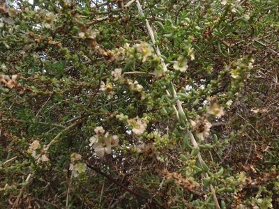 Afrosalsola divaricata