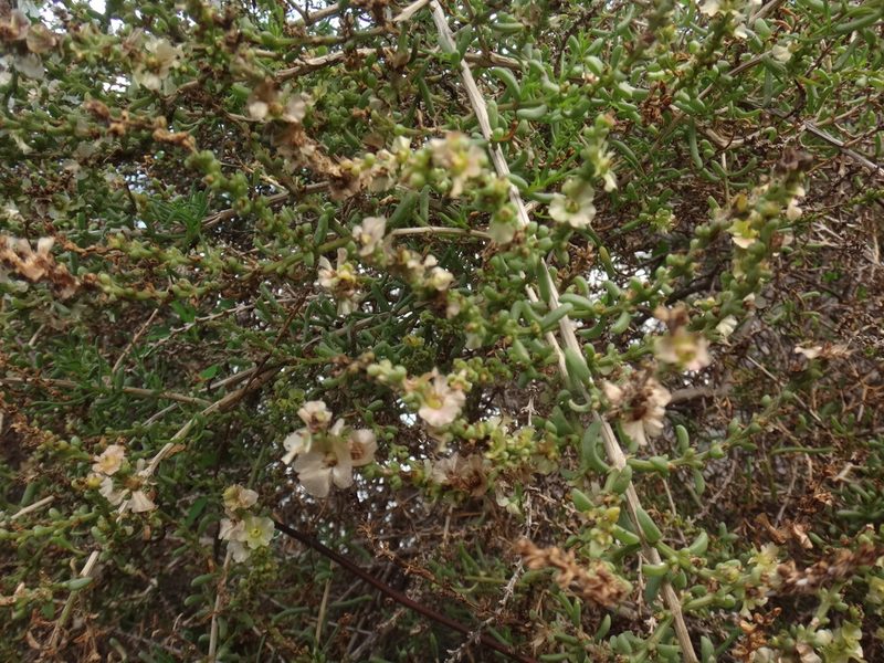 Afrosalsola divaricata, photographed by Christian Berg