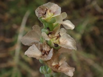 Afrosalsola divaricata, photographed by Christian Berg