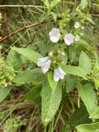 Lepechinia floribunda, photographed by Facundo Chieffo