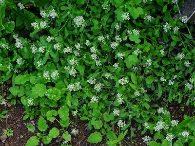 Lobularia canariensis