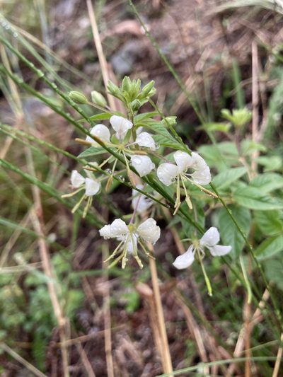 Cleome cordobensis, photographed by Facundo Chieffo