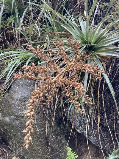 Puya spathacea, photographed by Facundo Chieffo