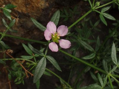 Zygophyllum creticum, photographed by Christian Berg