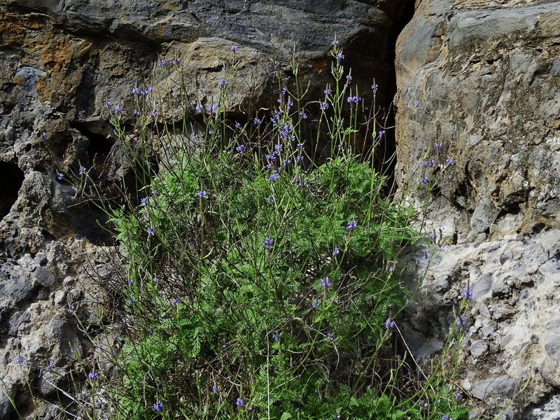 Lavandula canariensis, photographed by Christian Berg
