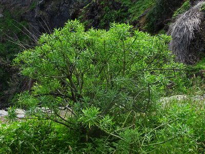 Euphorbia lamarckii, photographed by Christian Berg