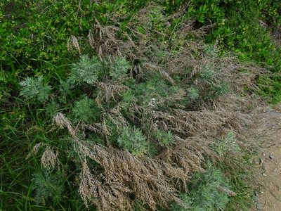 Artemisia thuscula, photographed by Christian Berg
