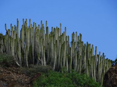 Euphorbia canariensis, photographed by Christian Berg
