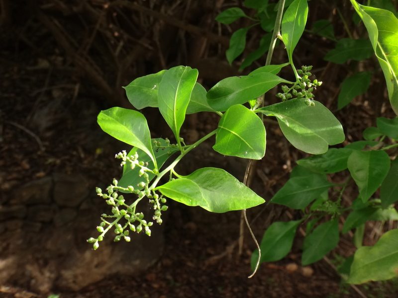 Bosea yervamora, photographed by Christian Berg
