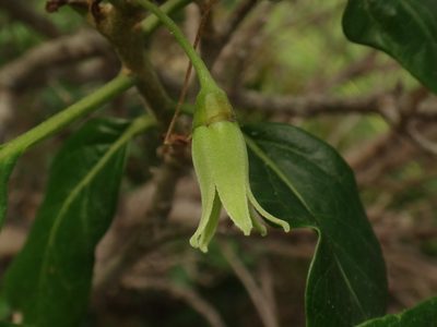 Withania aristata, photographed by Christian Berg