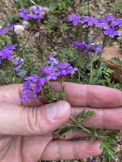 Verbena venturii, photographed by Facundo Chieffo