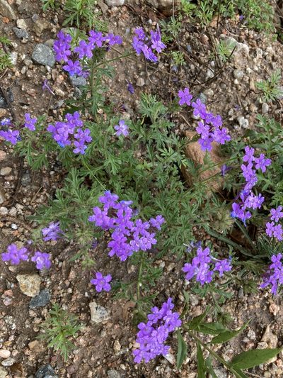 Verbena venturii, photographed by Facundo Chieffo