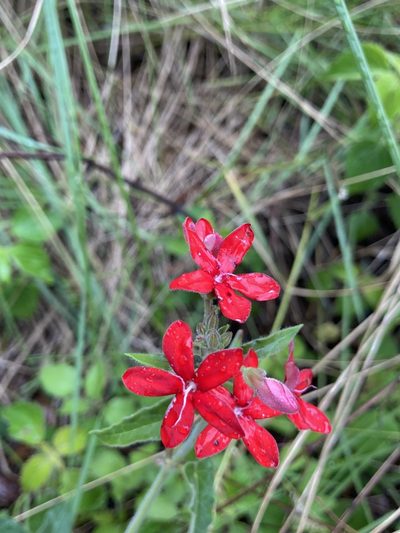 Oxypetalum coccineum, photographed by Facundo Chieffo